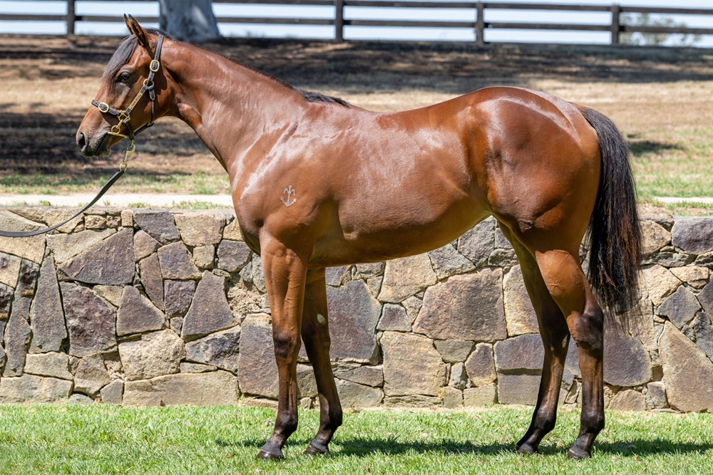 Brave Smash (JPN) / Sovereign Gold (AUS) 2024 Filly - Image 1