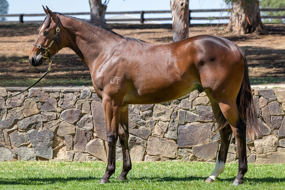 Wootton Bassett (GB) / Starla (AUS) 2024 Colt - Image 1