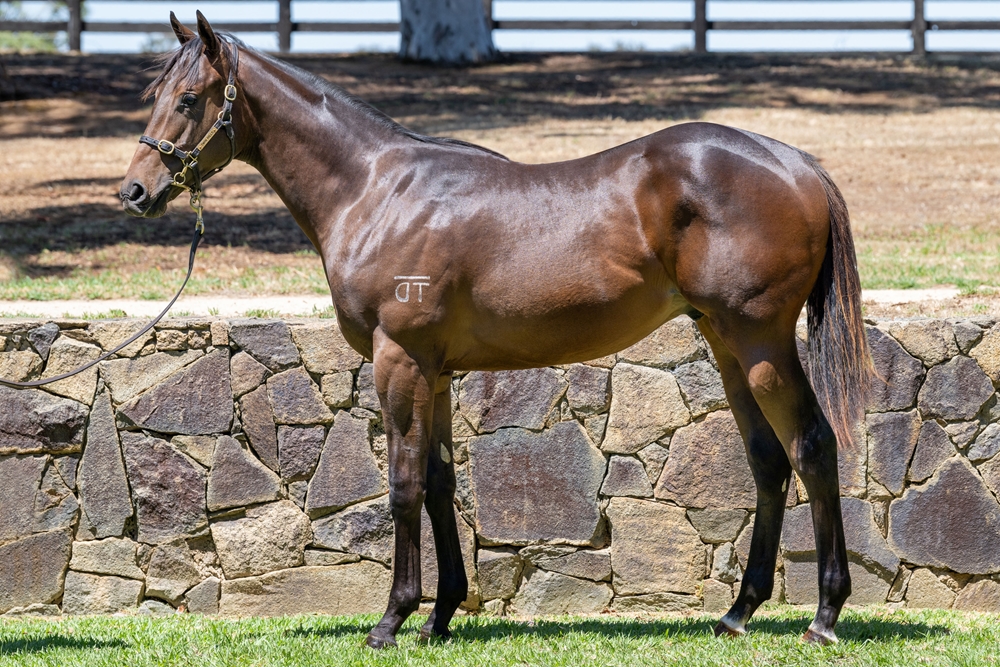 Daumier (AUS) / Virgo (AUS) 2024 Colt - Image 1