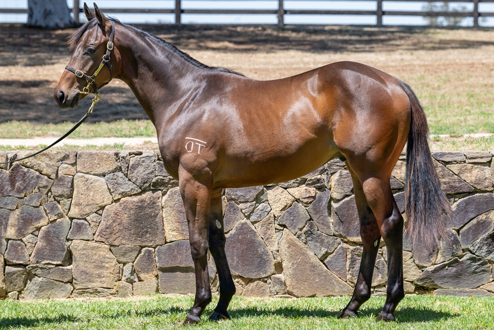 Daumier (AUS) / Ravenwitch (AUS) 2024 Colt - Image 1
