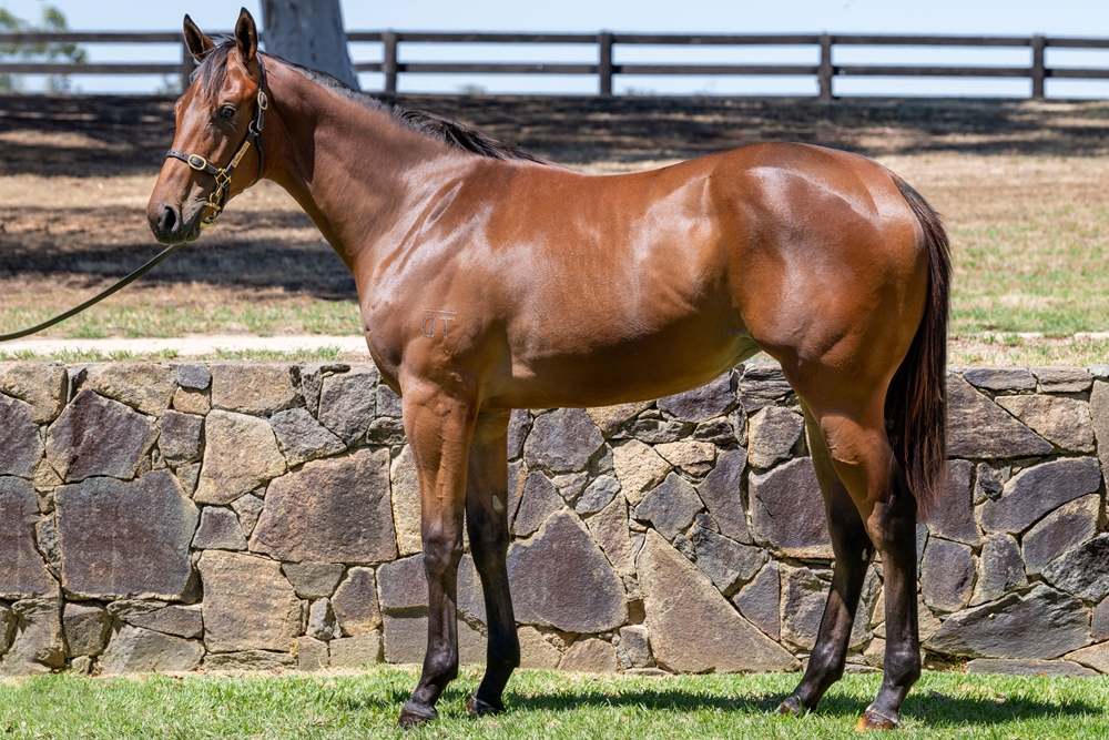 Daumier (AUS) / Arizona Night (AUS) 2024 Filly - Image 1