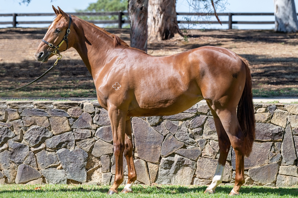 Street Boss (USA) / Wonderful World (ITY) 2024 Filly - Image 1