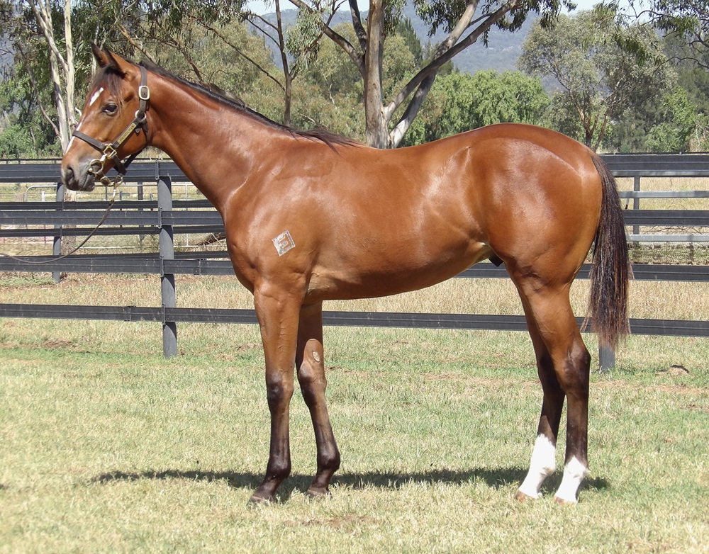 Bivouac (AUS) / Any Day Will Do (AUS) 2024 Colt - Image 1