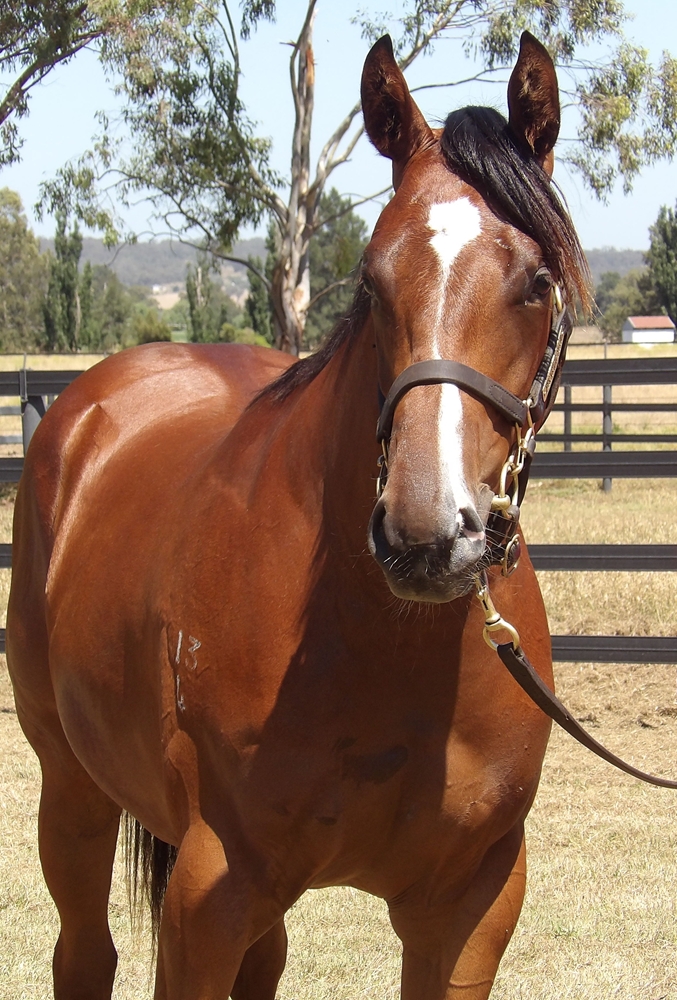 The Autumn Sun (AUS) / Bons Abroad (AUS) 2024 Filly - Image 2