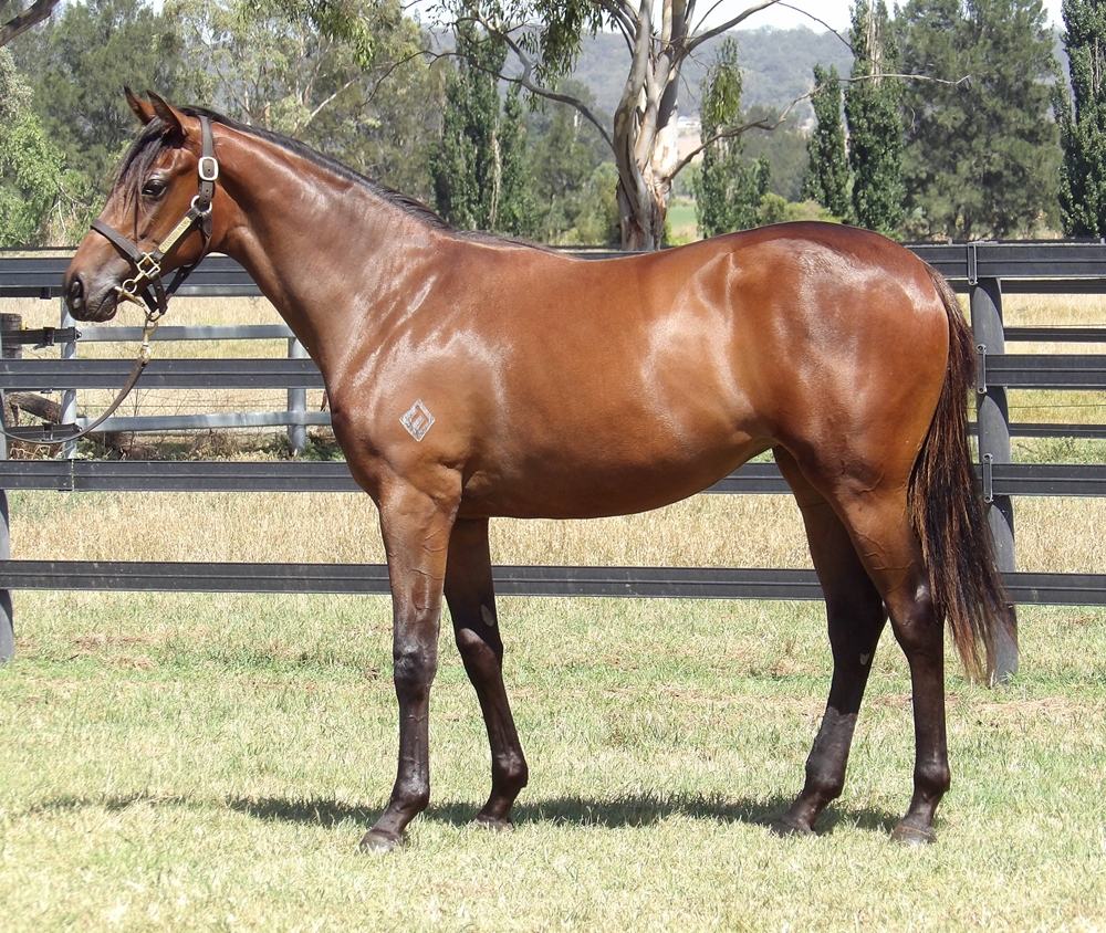 Anamoe (AUS) / Elizabeel (AUS) 2024 Filly - Image 1
