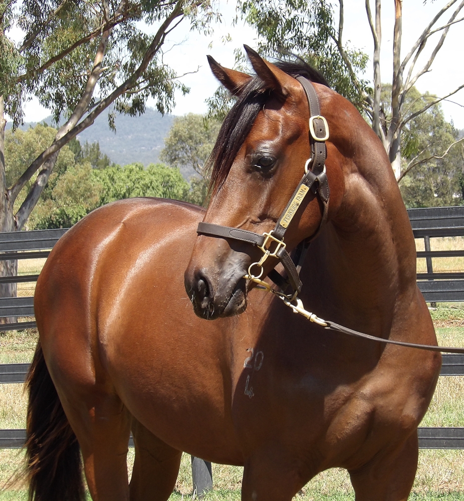 Anamoe (AUS) / Elizabeel (AUS) 2024 Filly - Image 2