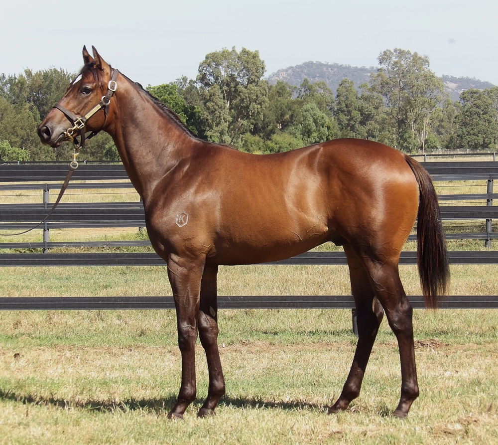 Cosmic Force (AUS) / Future Gains (AUS) 2024 Colt - Image 1