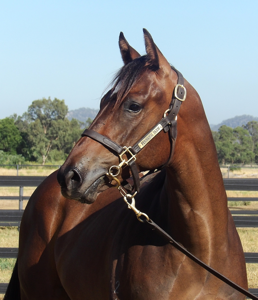Cosmic Force (AUS) / Future Gains (AUS) 2024 Colt - Image 2