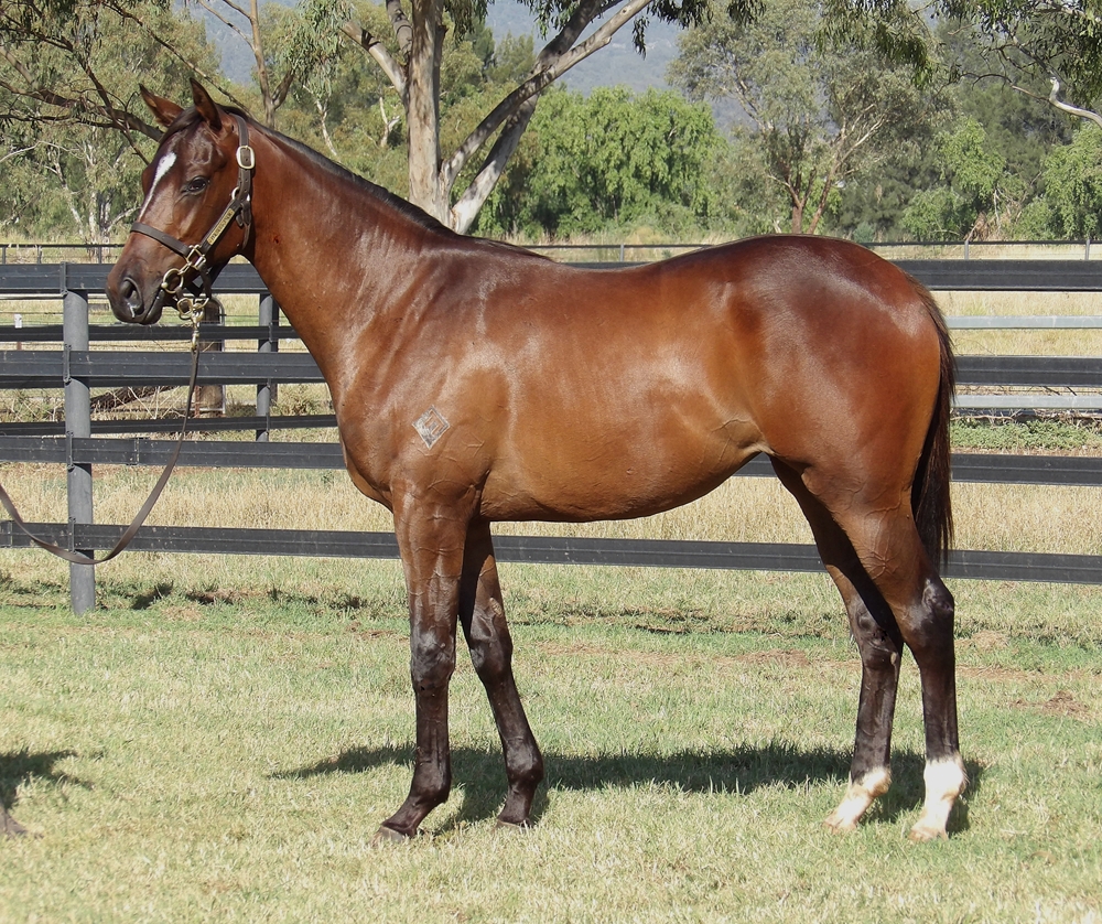 Pinatubo (IRE) / Glamorous Miss (AUS) 2024 Filly - Image 1