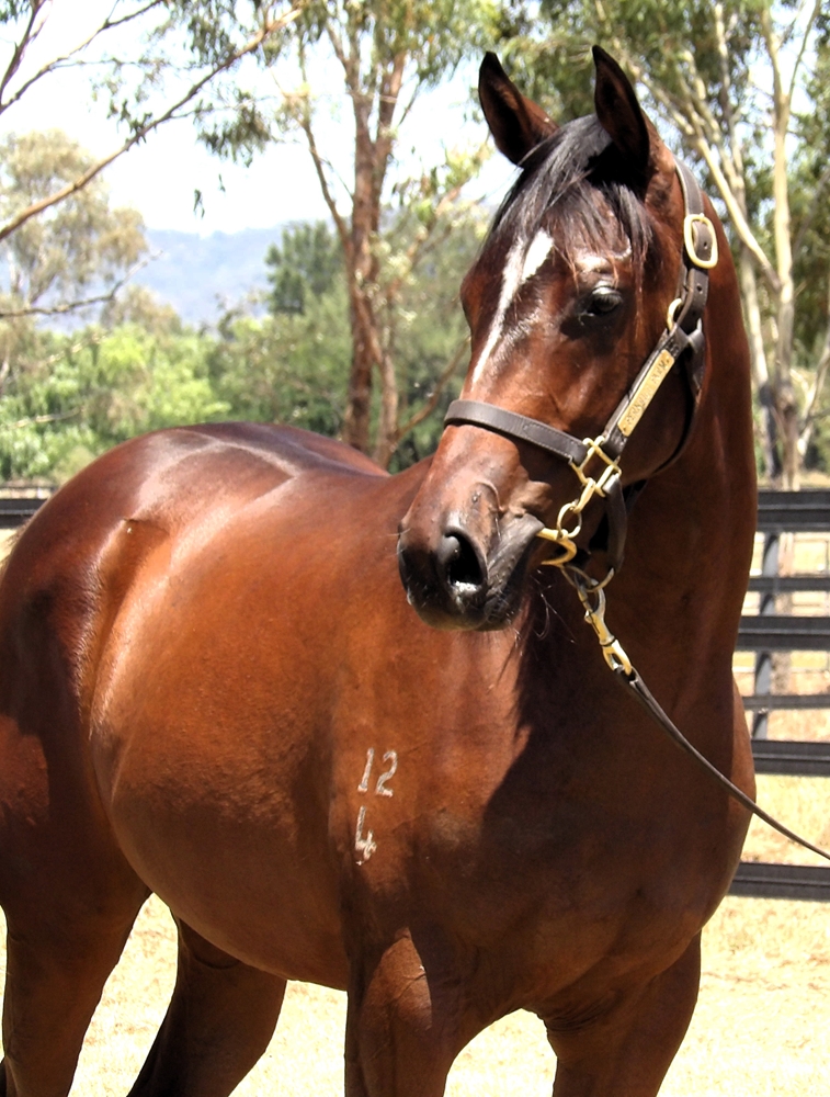 Pinatubo (IRE) / Glamorous Miss (AUS) 2024 Filly - Image 2