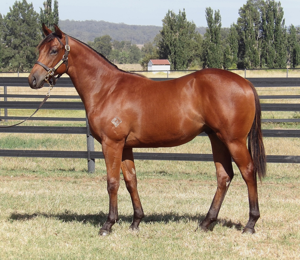 Exceed and Excel (AUS) / Heaven's Deal (AUS) 2024 Colt - Image 1