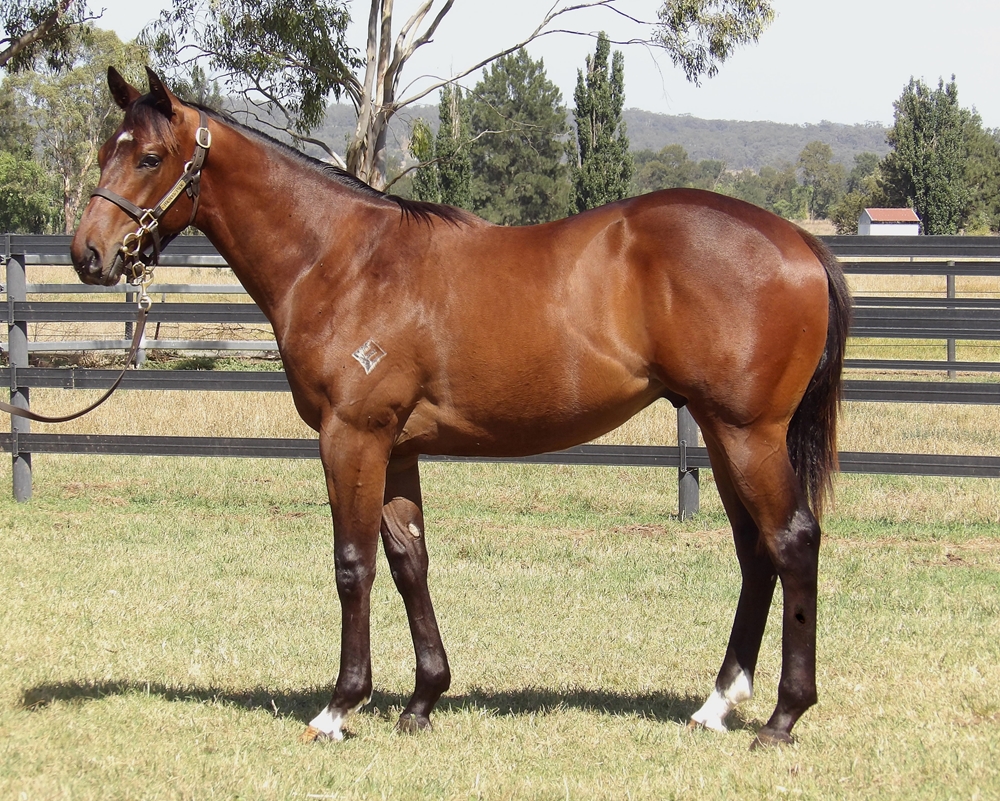 Pinatubo (IRE) / Muscovado (AUS) 2024 Colt - Image 1