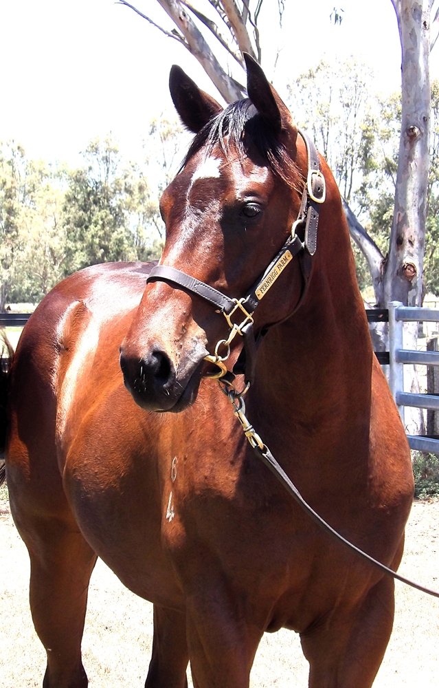 Pinatubo (IRE) / Muscovado (AUS) 2024 Colt - Image 2