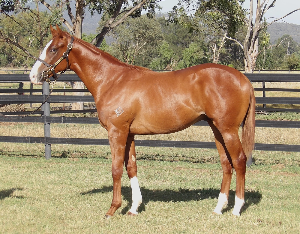 Justify (USA) / So You Assume (AUS) 2024 Colt - Image 1