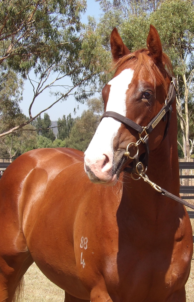 Justify (USA) / So You Assume (AUS) 2024 Colt - Image 2