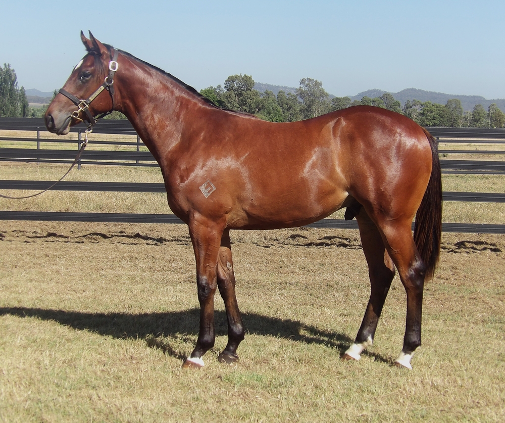 Portland Sky (AUS) / Typecast (AUS) 2024 Colt - Image 1