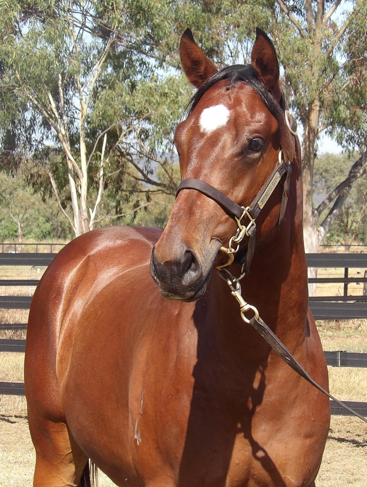 Portland Sky (AUS) / Typecast (AUS) 2024 Colt - Image 2
