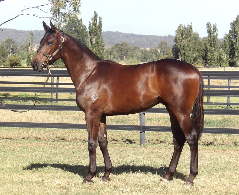 Zousain (AUS) / Catalina Miss (AUS) 2024 Colt - Image 1