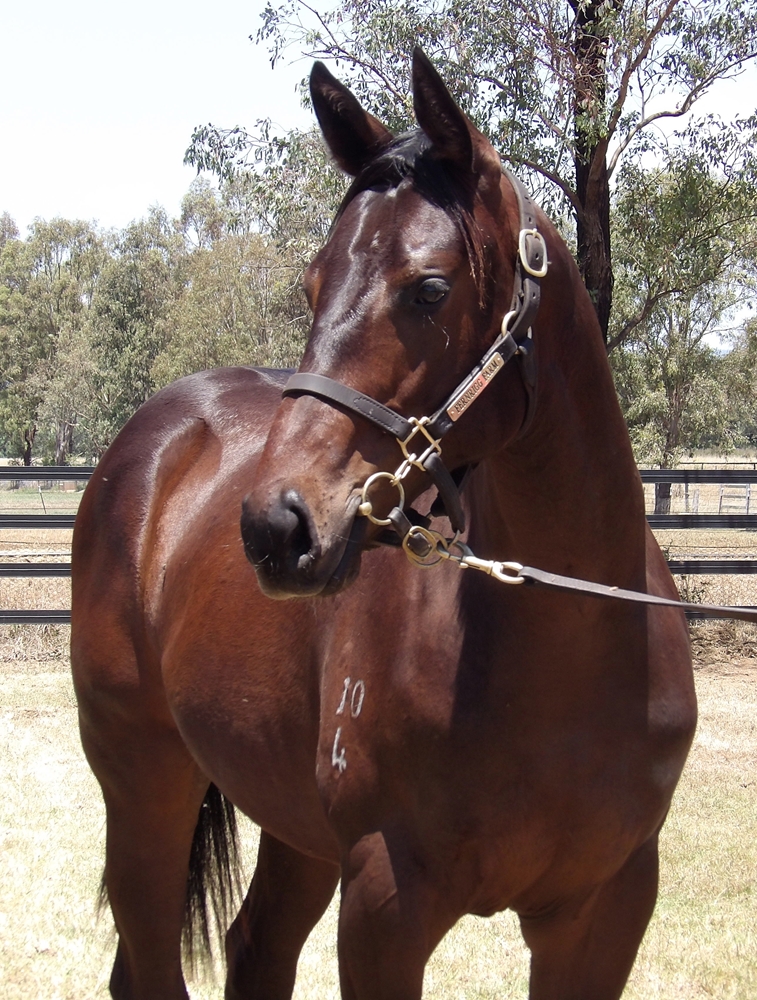 Zousain (AUS) / Catalina Miss (AUS) 2024 Colt - Image 2