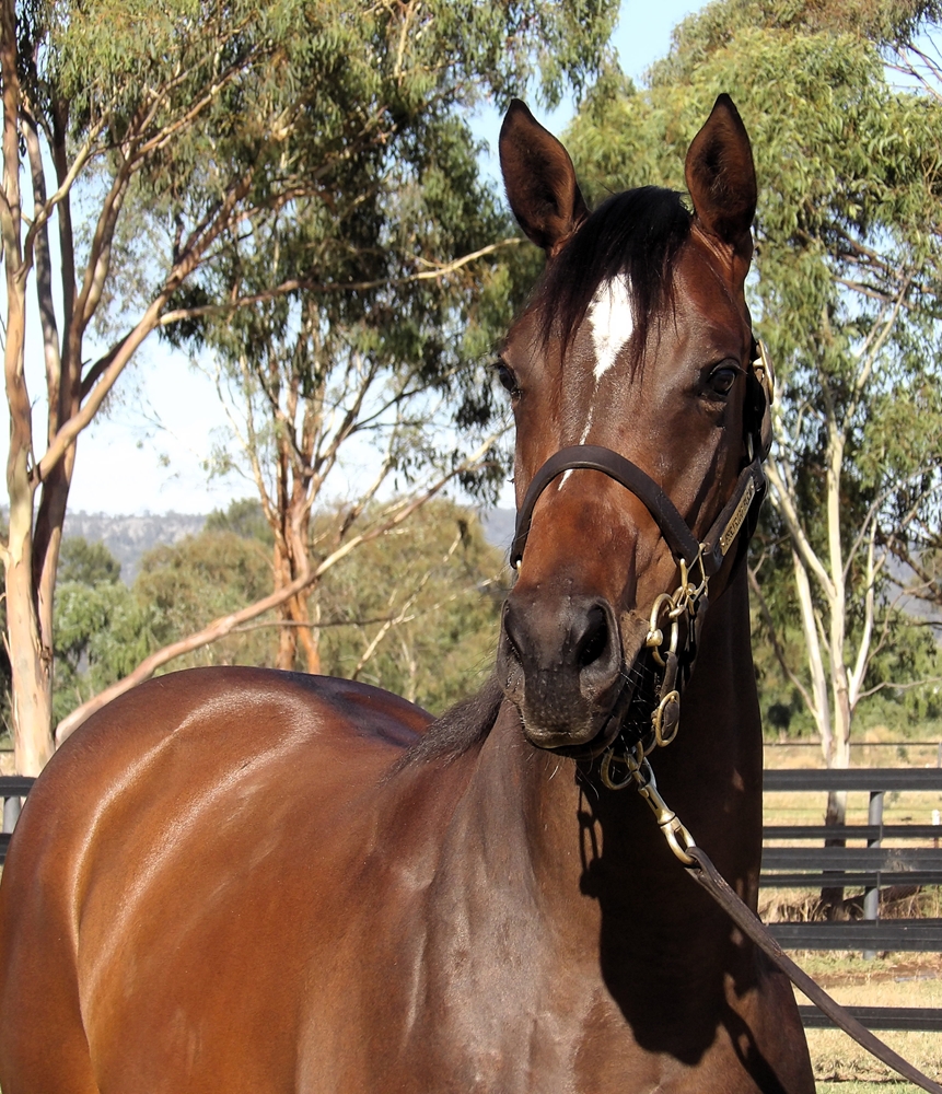 Pierata (AUS) / Chelsea Hotel (AUS) 2024 Filly - Image 2