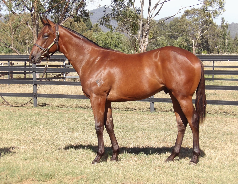 Artorius (AUS) / Happy Highway (AUS) 2024 Colt - Image 1