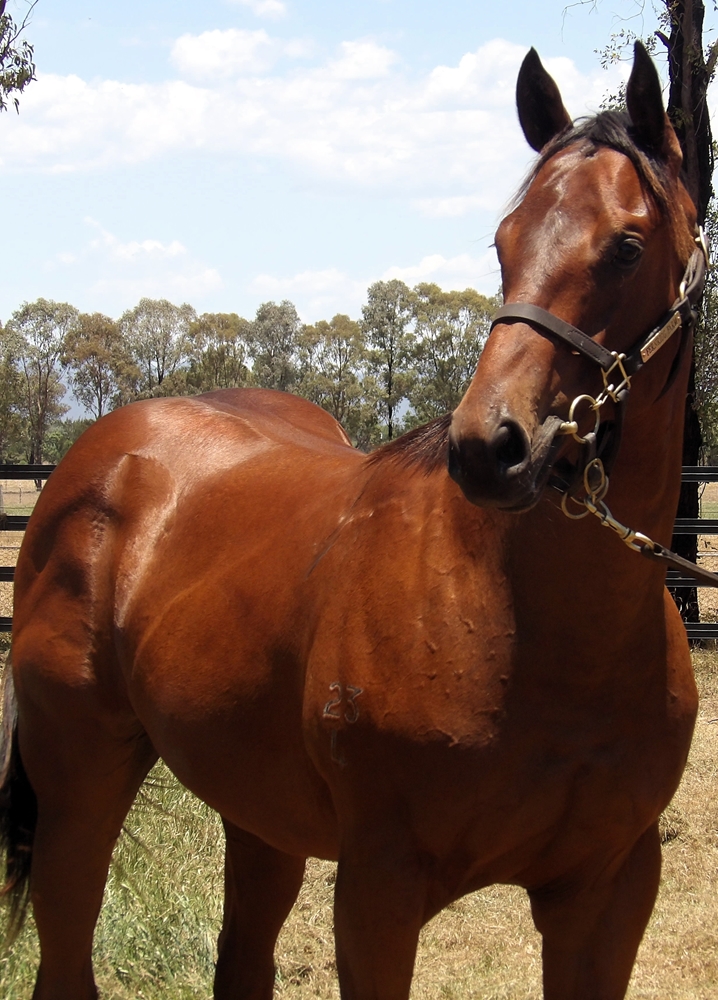 Artorius (AUS) / Happy Highway (AUS) 2024 Colt - Image 2