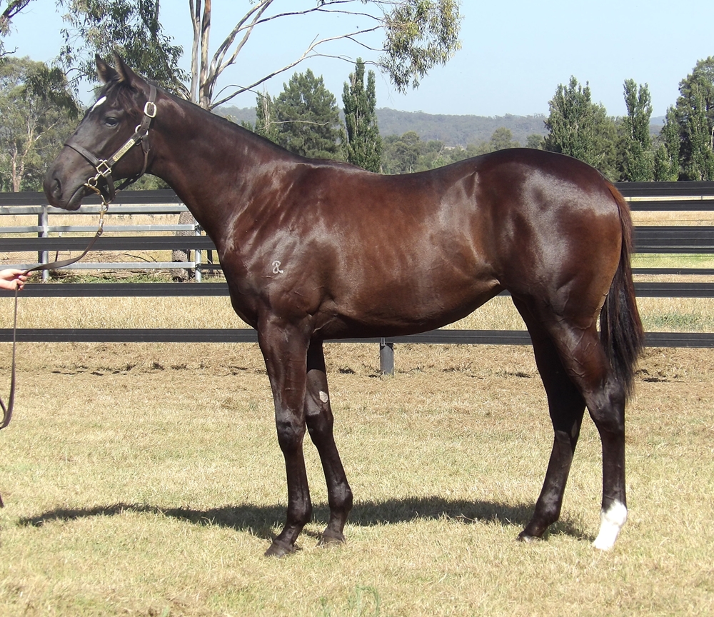 Pinatubo (IRE) / Moderate (AUS) 2024 Filly - Image 1