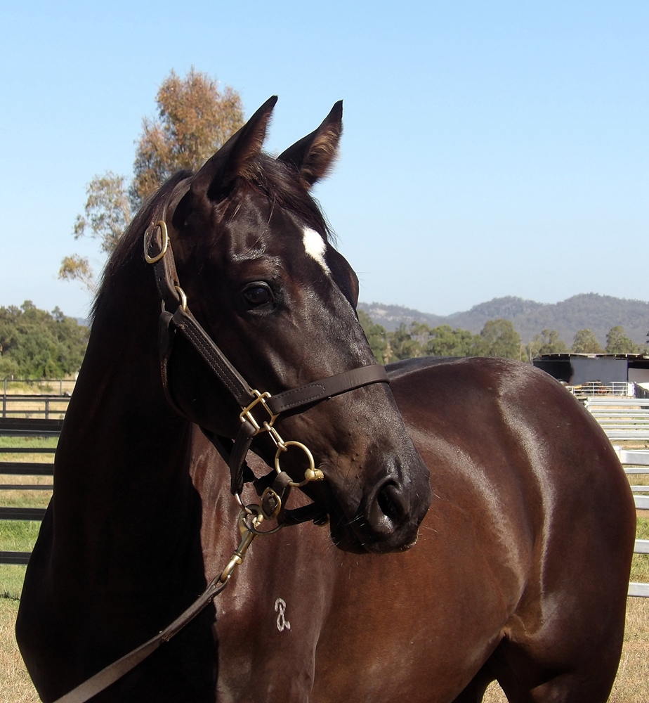 Pinatubo (IRE) / Moderate (AUS) 2024 Filly - Image 2