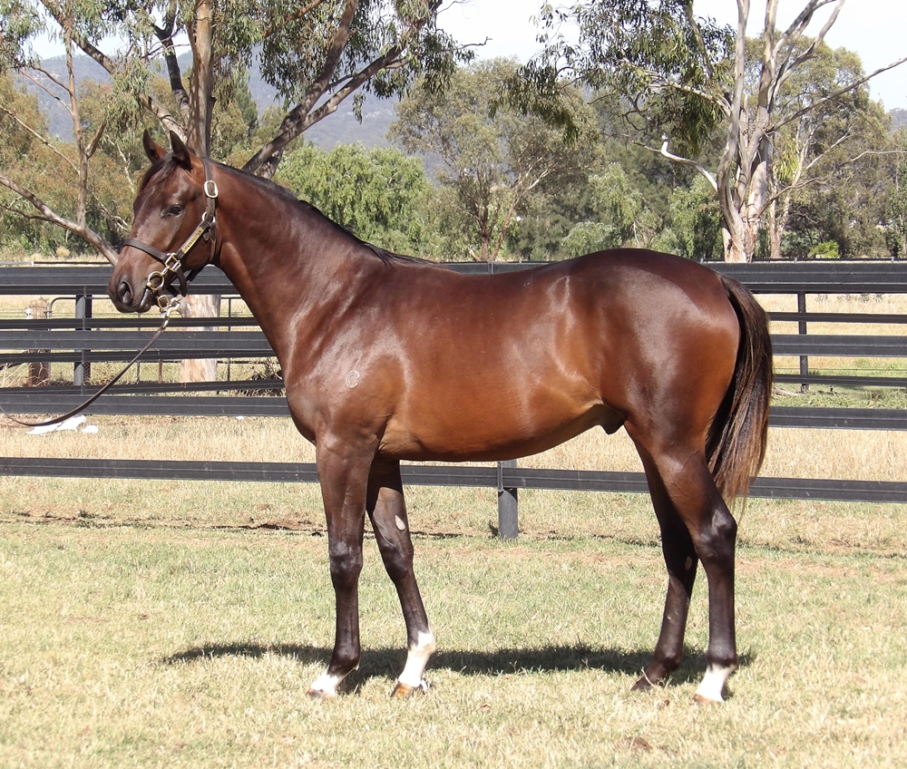 Yes Yes Yes (AUS) / Muzyka (AUS) 2024 Colt - Image 1