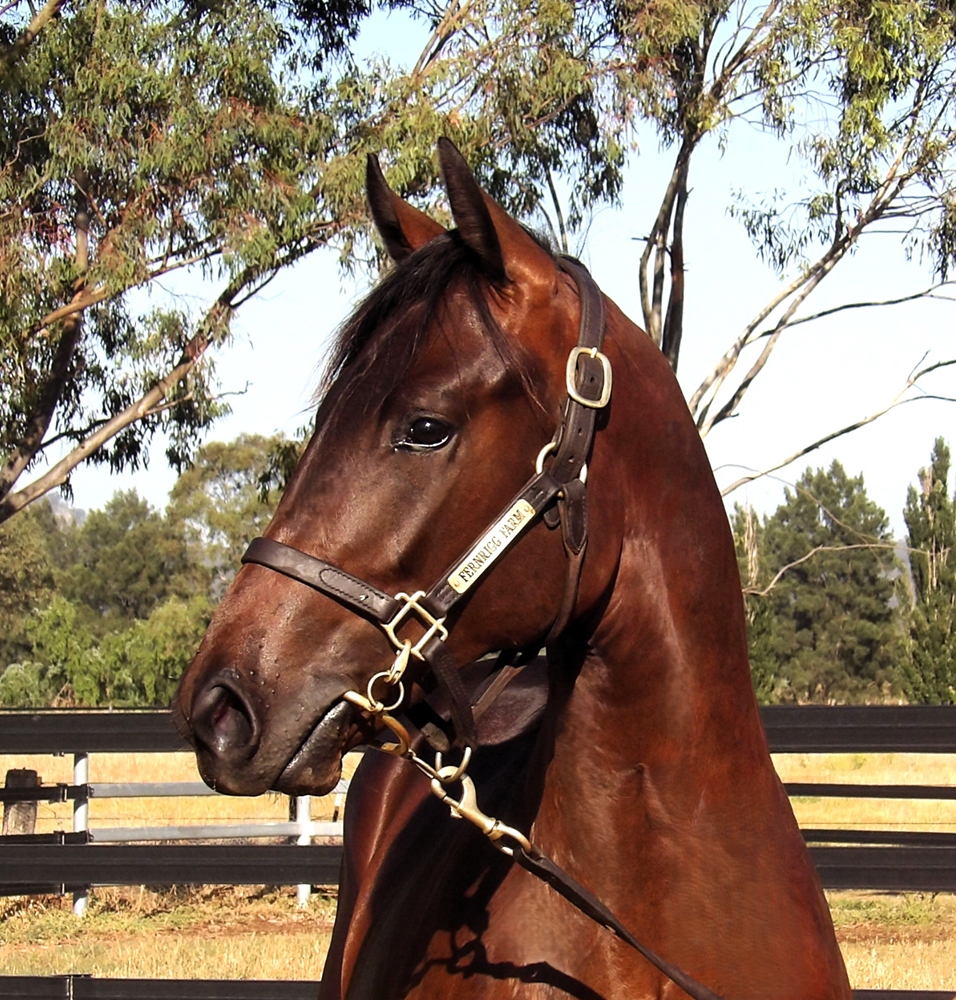 Yes Yes Yes (AUS) / Muzyka (AUS) 2024 Colt - Image 2