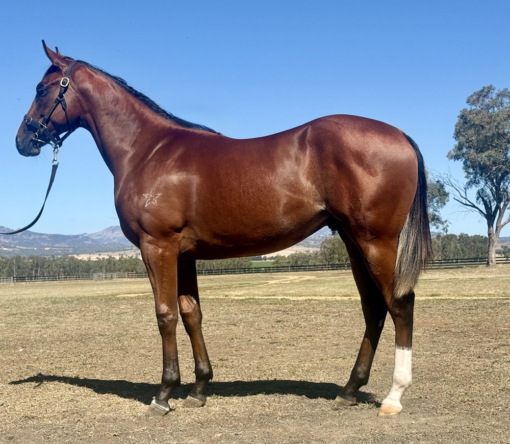 Dundeel (NZ) / Concubine (AUS) 2024 Colt - Image 1
