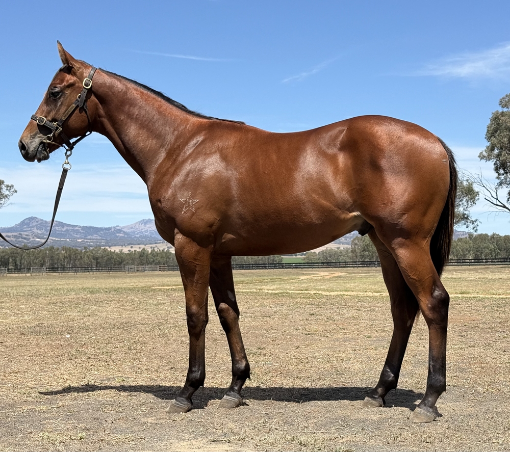 Too Darn Hot (GB) / Didrikson (AUS) 2024 Colt - Image 1