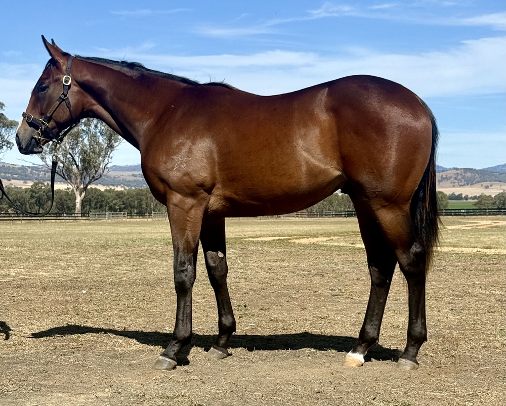 Wild Ruler (AUS) / Northern Lights (AUS) 2024 Colt - Image 1
