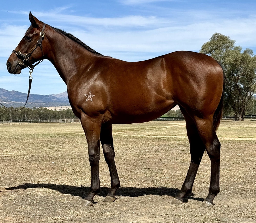 Acrobat (AUS) / Petaluma (AUS) 2024 Filly - Image 1