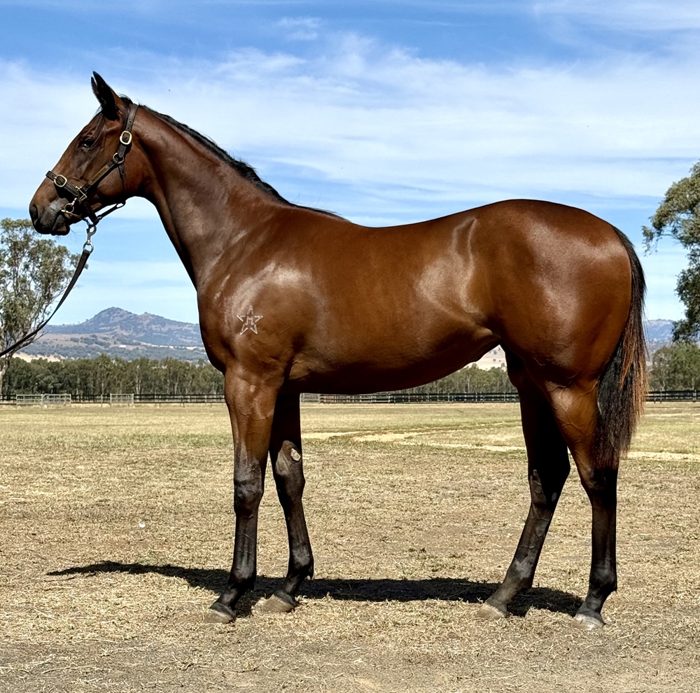 Astern (AUS) / Search Approach (AUS) 2024 Filly - Image 1