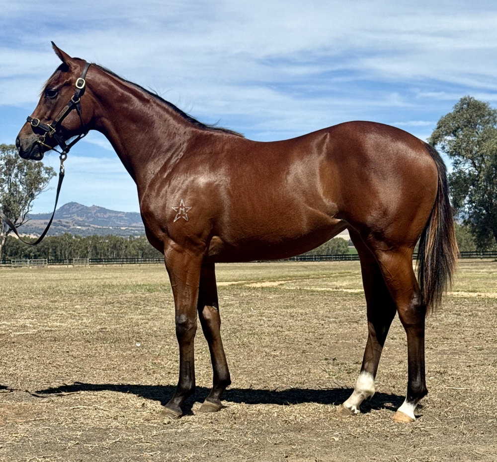 Rubick (AUS) / Search the Stars (AUS) 2024 Filly - Image 1