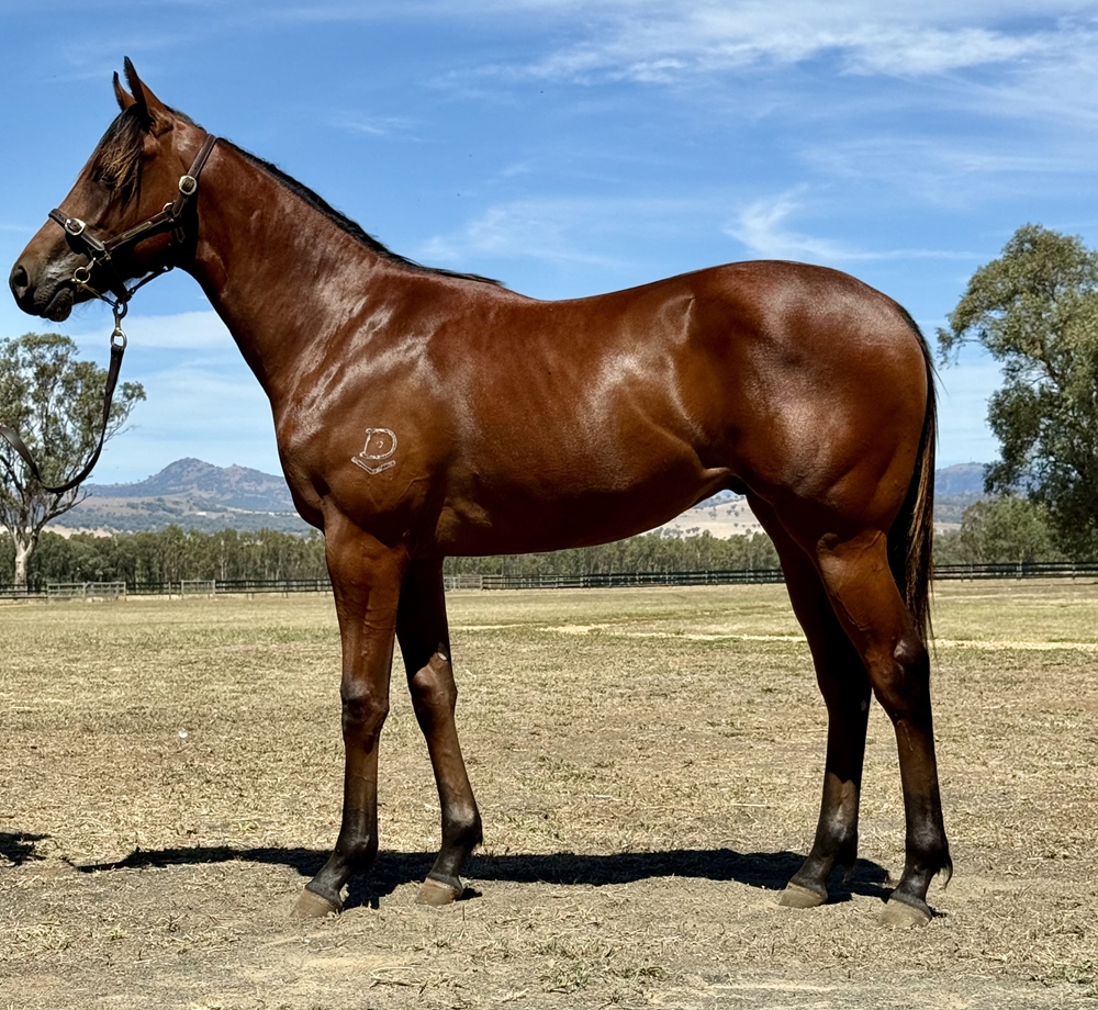 St Mark's Basilica (FR) / Stirred Not Shaken (AUS) 2024 Colt - Image 1