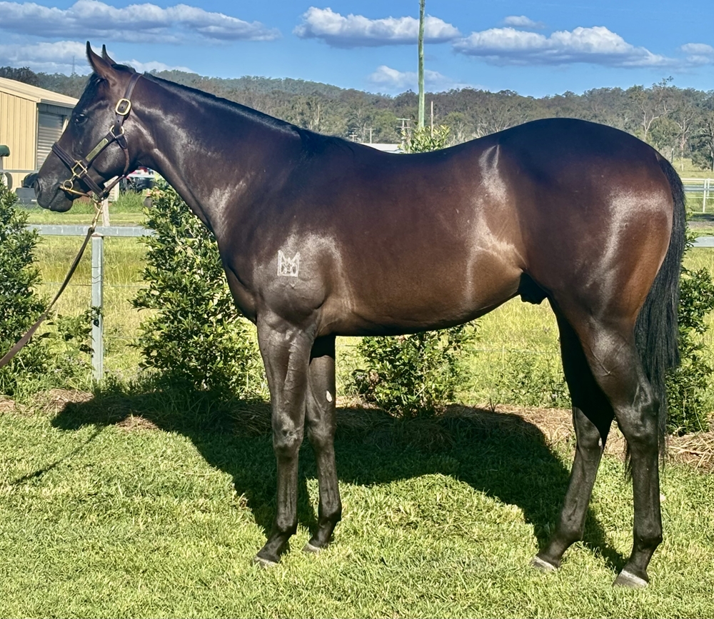 Cosmic Force (AUS) / Arson Annie (AUS) 2024 Colt - Image 1