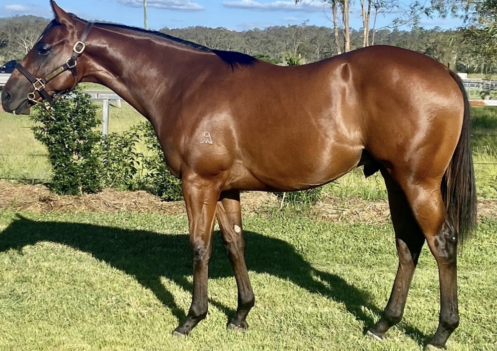 Justify (USA) / Tolerate (AUS) 2024 Colt - Image 1