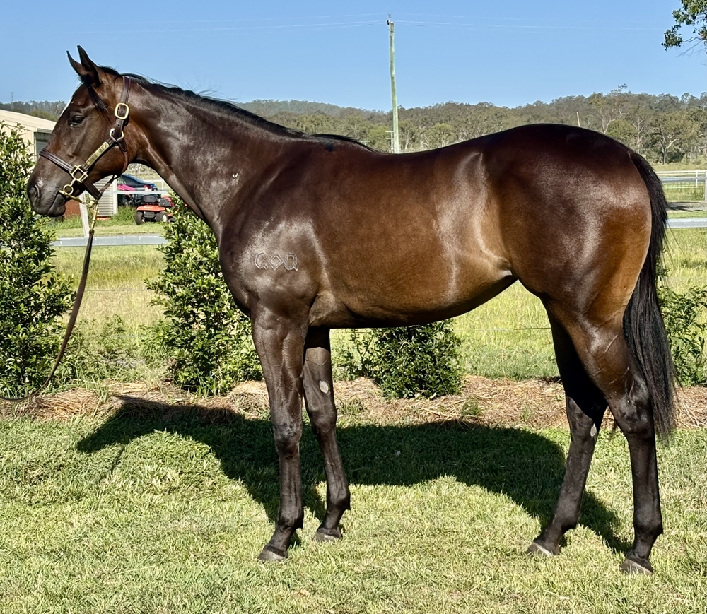 Capitalist (AUS) / Velvet Sugar (AUS) 2024 Filly - Image 1