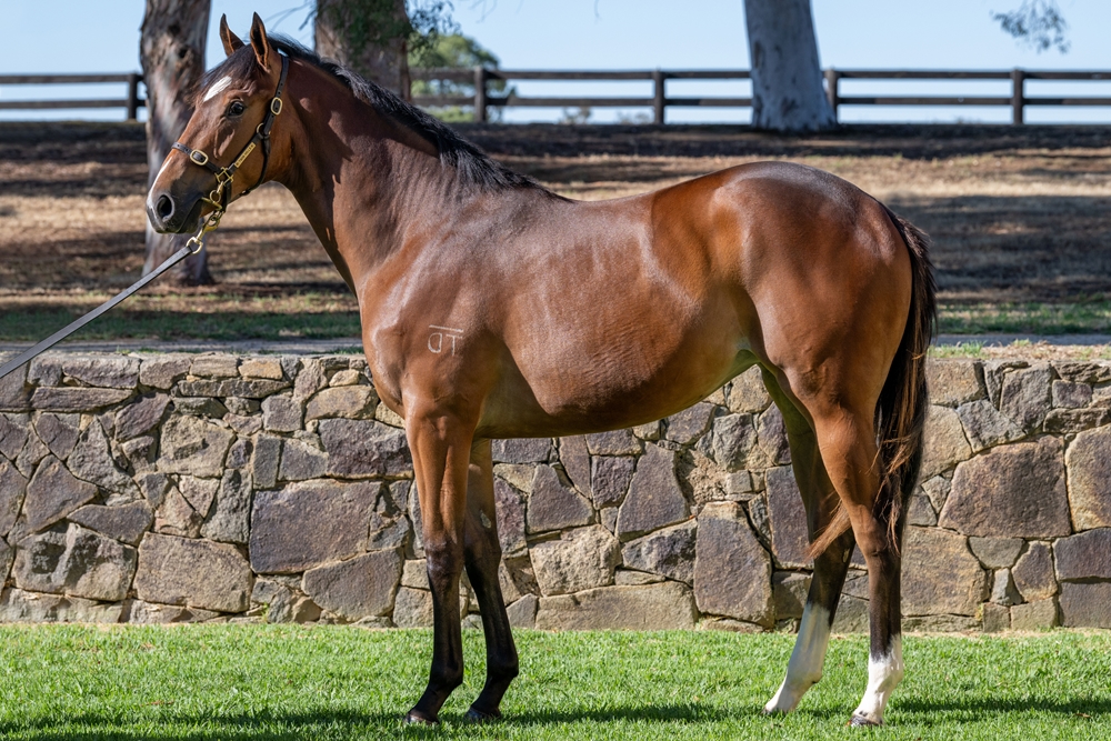 Hitotsu (AUS) / Cosmic Powers (AUS) 2024 Filly - Image 1
