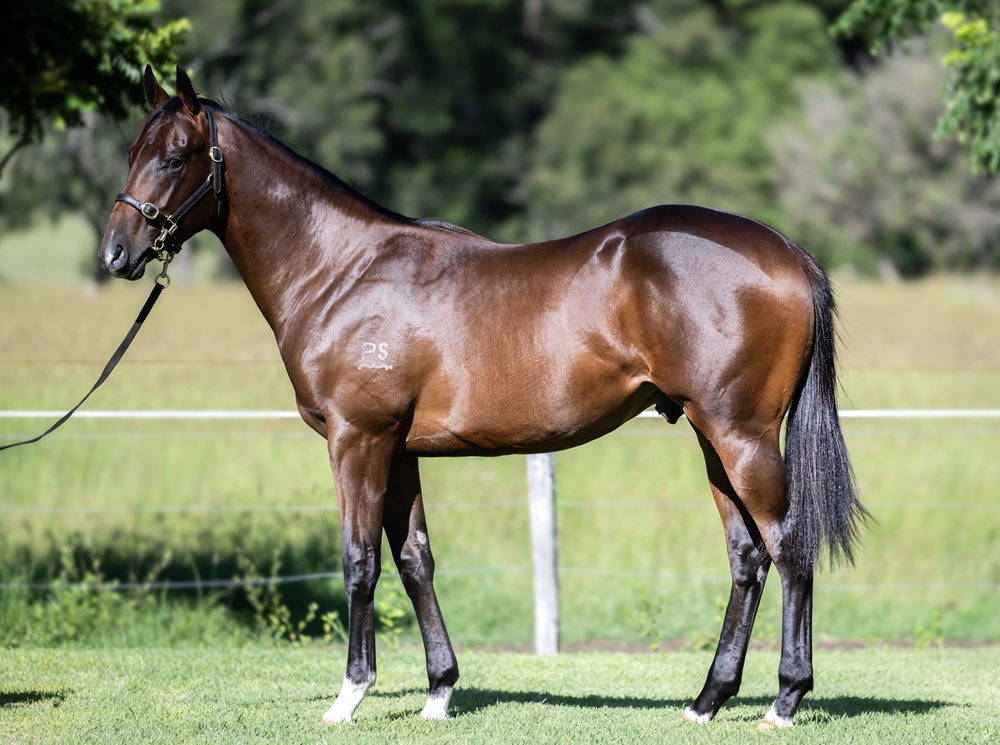 Spirit of Boom (AUS) / Lamarche (AUS) 2024 Colt - Image 1