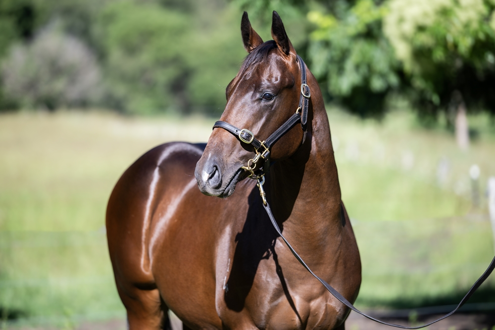 Spirit of Boom (AUS) / Lamarche (AUS) 2024 Colt - Image 2