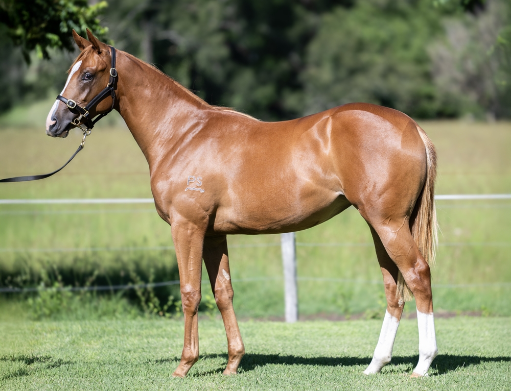 Stronger (AUS) / Divine Faith (AUS) 2024 Filly - Image 1
