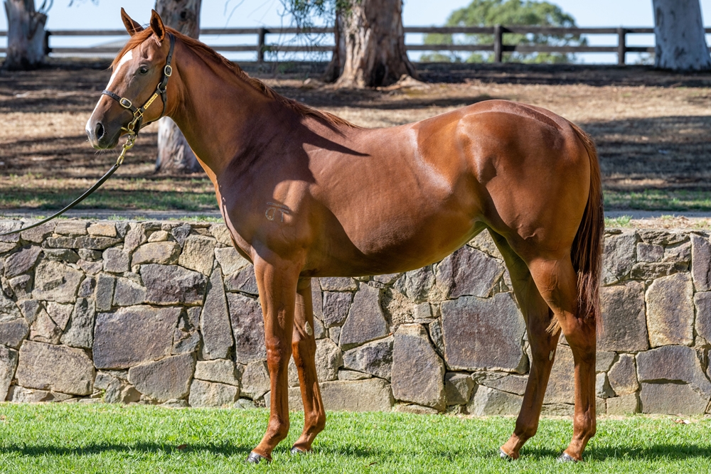 Best of Bordeaux (AUS) / Madame Cactus (USA) 2024 Filly - Image 1