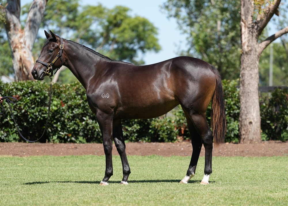 Anamoe (AUS) / Libre (IRE) 2024 Filly - Image 1