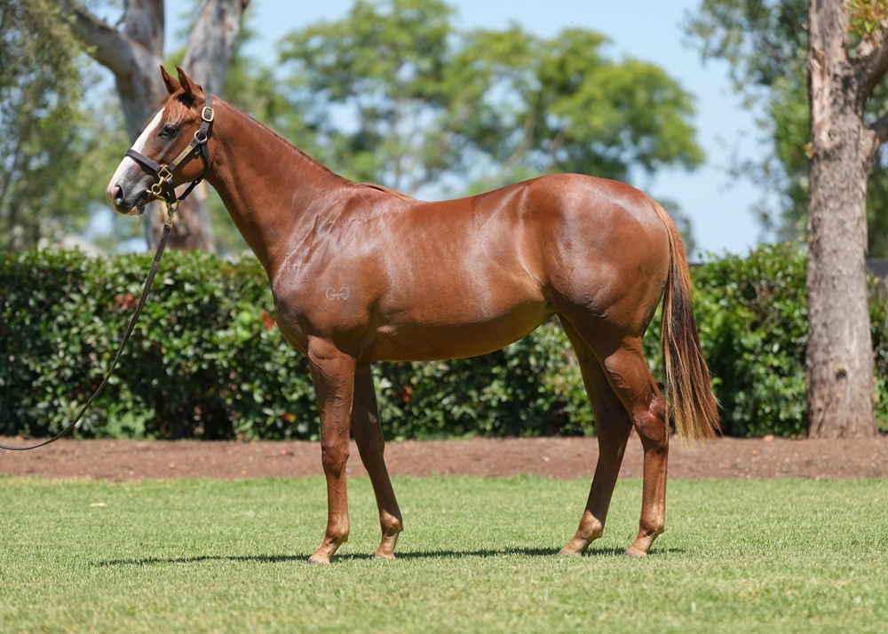 Snitzel (AUS) / Perceptive (AUS) 2024 Filly - Image 1