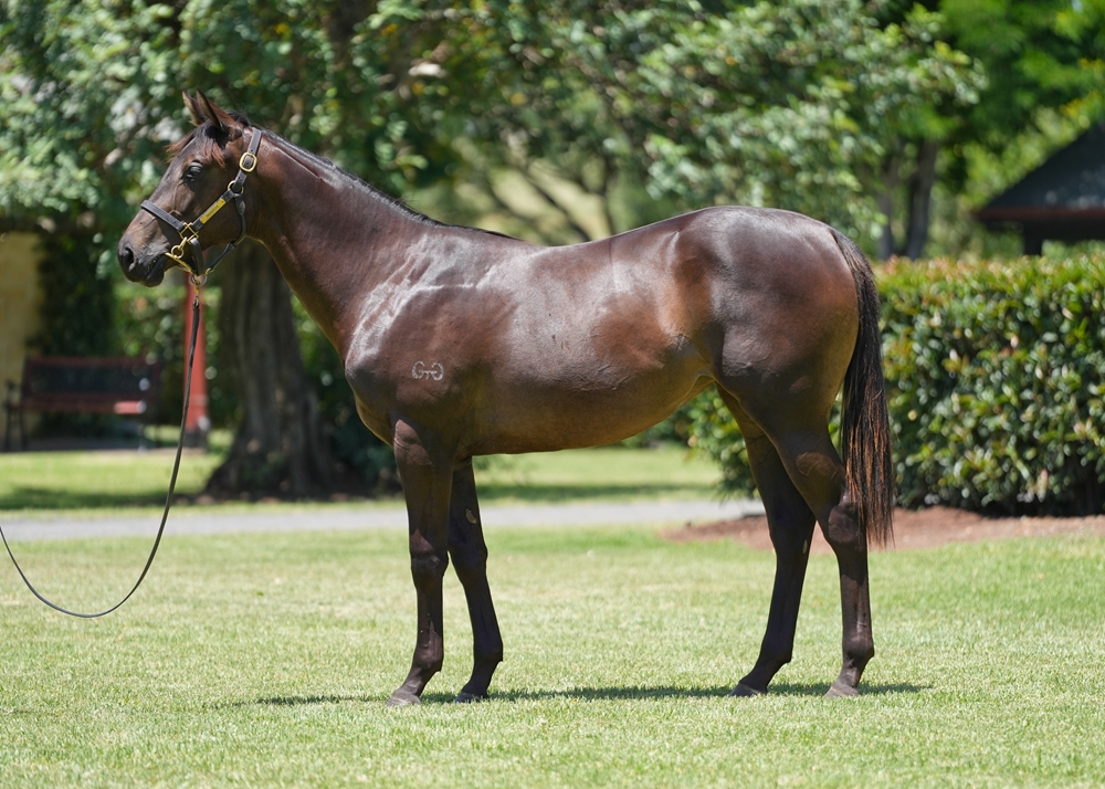 Proisir (AUS) / Reputabelle (NZ) 2024 Filly - Image 1