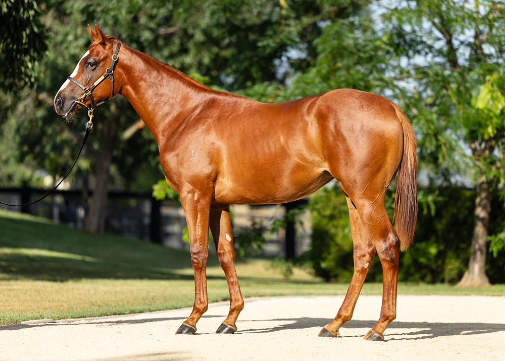 Extreme Choice (AUS) / Absolut Glam (AUS) 2024 Filly - Image 1