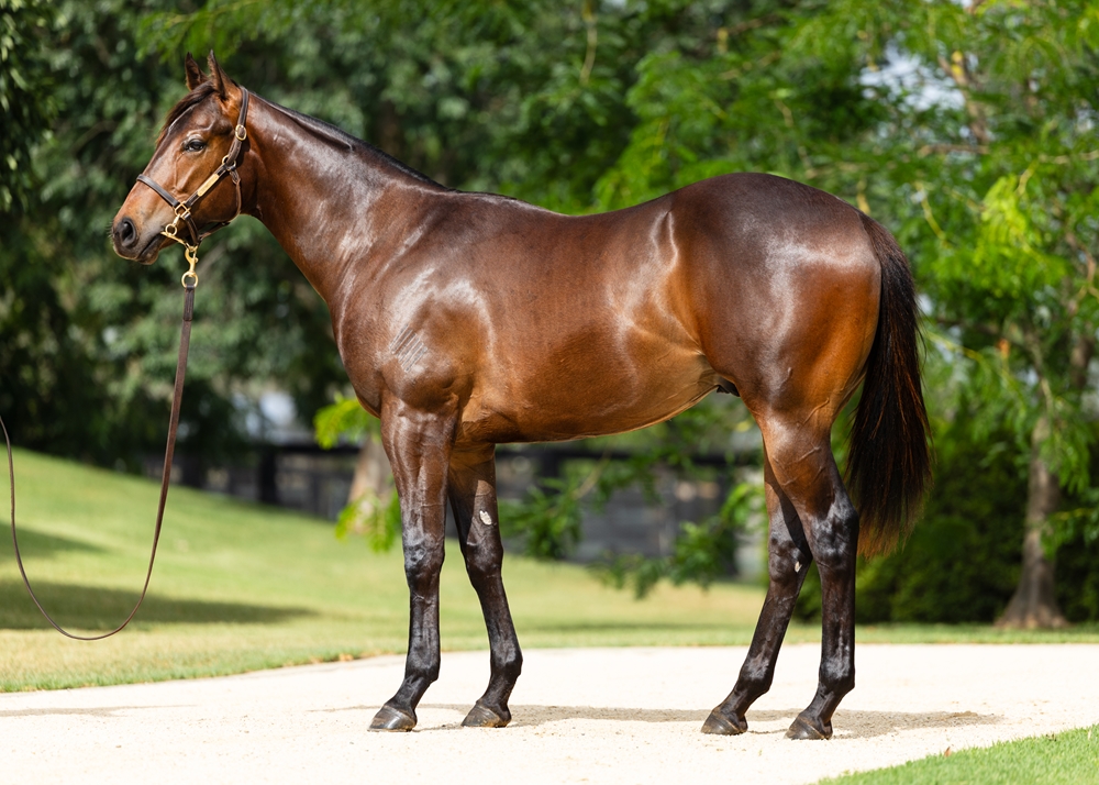 Anamoe (AUS) / Blue Sky Baby (USA) 2024 Colt - Image 1